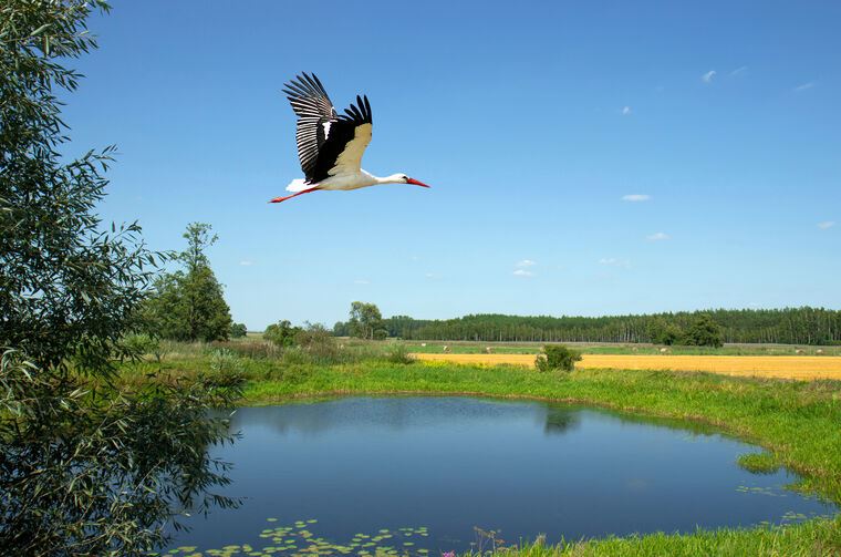 Картины Stork on the lake