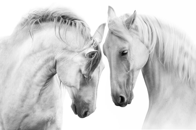 Paintings A pair of horses
