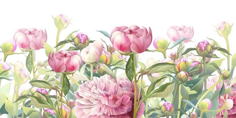 Картины на пластике, пеноркартоне Delicate pink peonies