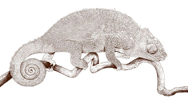 Картины, фото с паспарту Chameleon on a white background