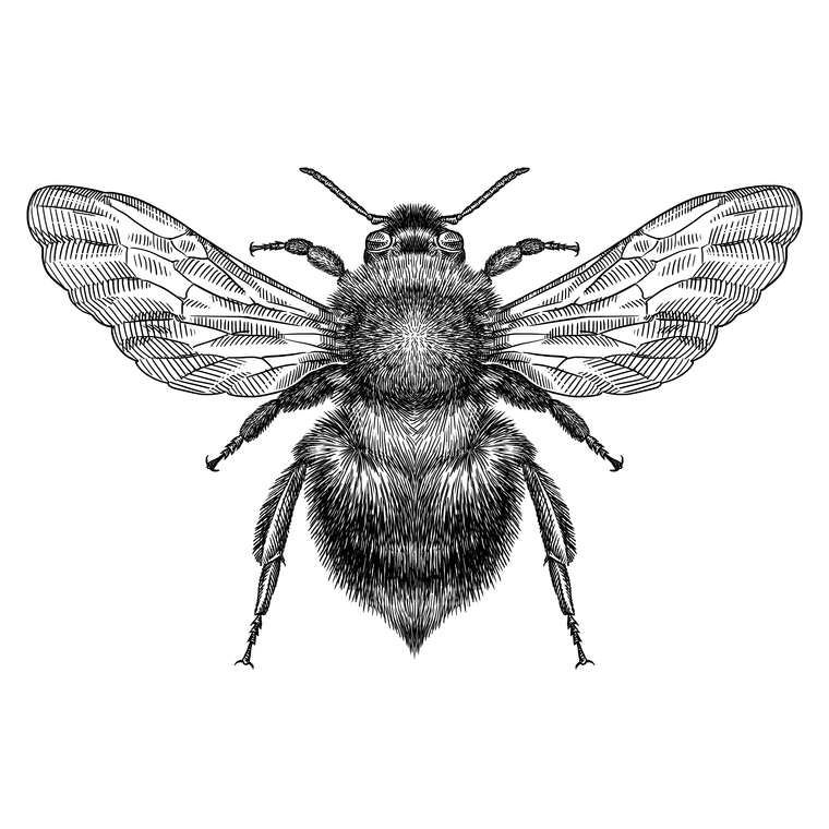 Картины на пластике, пеноркартоне Black and white illustration of a bumblebee