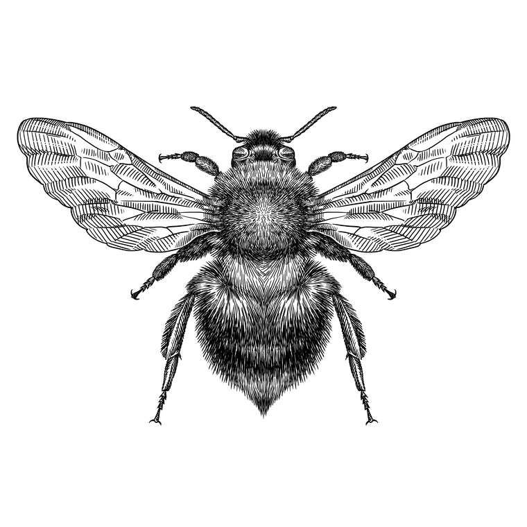 Paintings Black and white illustration of a bumblebee