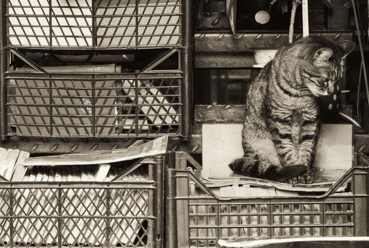 Картины, фото с паспарту Cat and bookcase