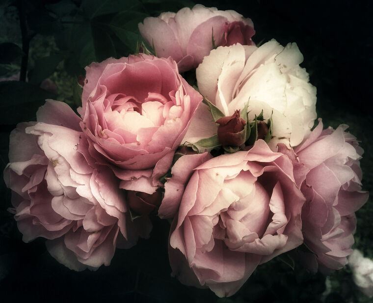 Репродукции картин Pink roses on a dark background