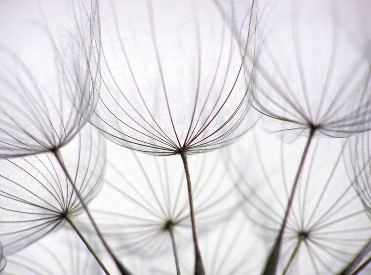 Картины, фото с паспарту Dandelion closeup