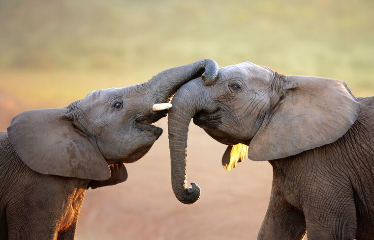 Картины, фото с паспарту Elephants