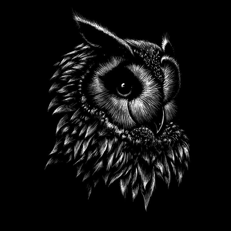 Картины, фото с паспарту Owl graphics