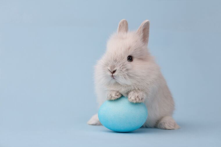 Картины, фото с паспарту Cute rabbit with egg