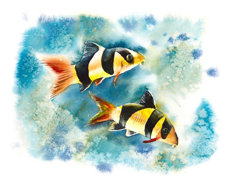 Репродукции картин Sea life watercolor