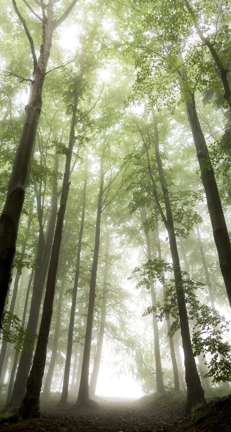 Photo Wallpapers Fog in the forest