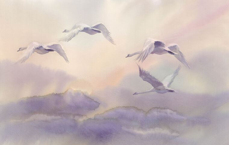 Фотообои Swans in the sky