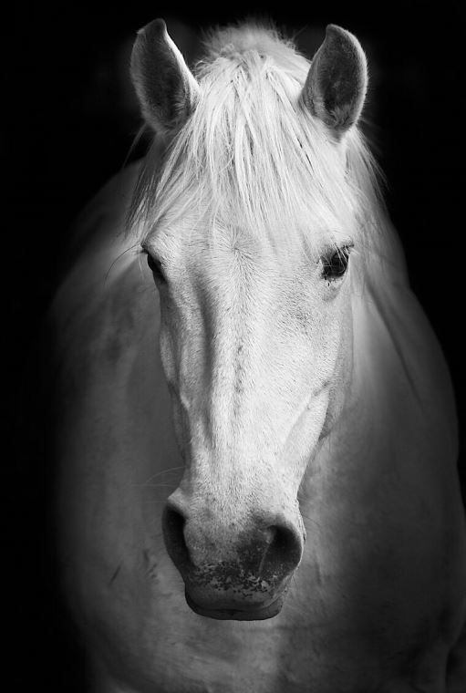 Картины на пластике, пеноркартоне Black and white portrait horse