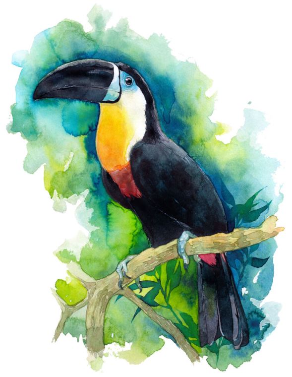 Репродукции картин Toucan watercolor