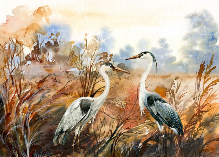 Картины на пластике, пеноркартоне A pair of herons watercolor