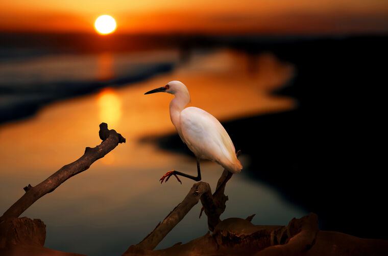 Картины на пластике, пеноркартоне Heron at sunset