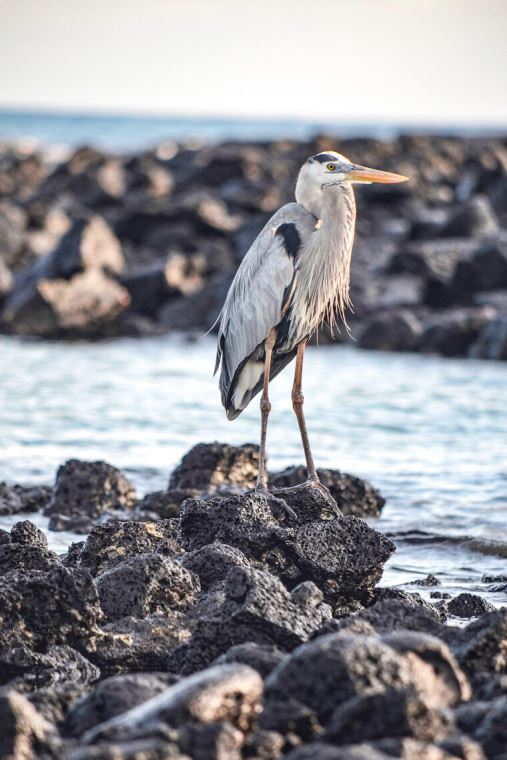 Картины, фото с паспарту Heron on the rocks