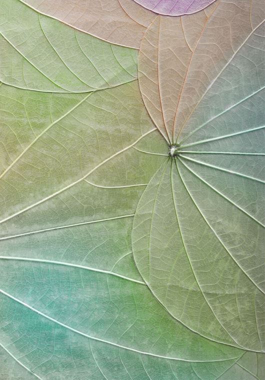 Репродукции картин Series green leaf macro съемка_4