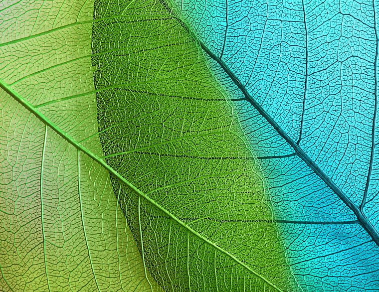 Картины на подрамнике Series green leaf macro съемка_5