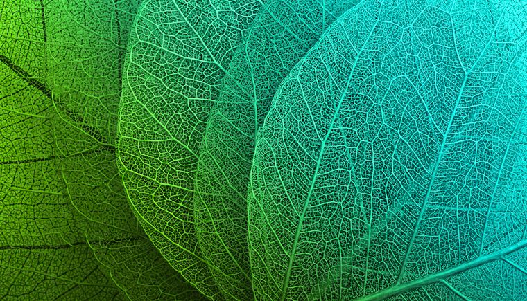 Картины на пластике, пеноркартоне Series green leaf macro съемка_7