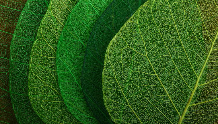 Картины на пластике, пеноркартоне Series green leaf macro съемка_8