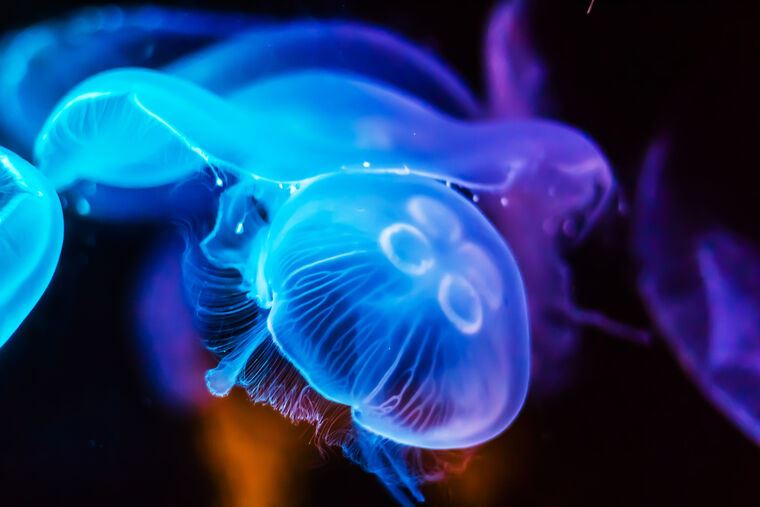 Картины, фото с паспарту Photo of jellyfish