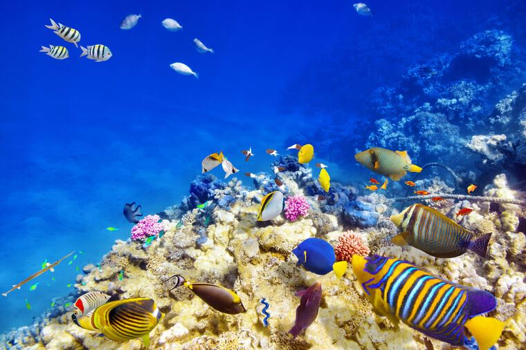 Картины Underwater world with corals and fish