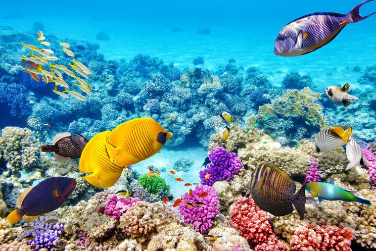 Картины Underwater world with fish and coral