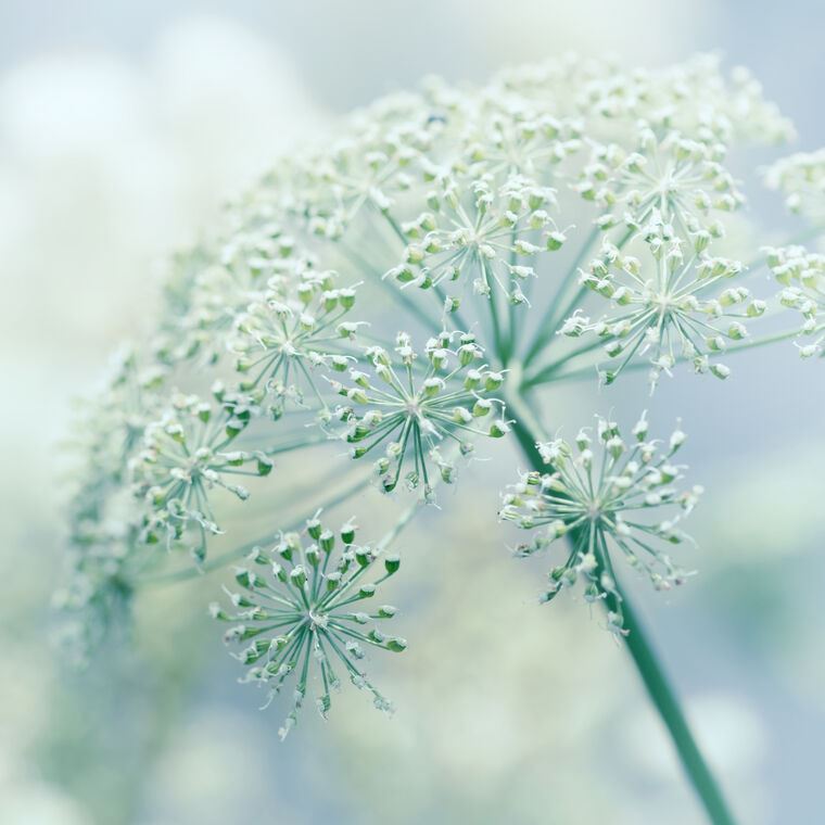 Картины, фото с паспарту Blooming dill