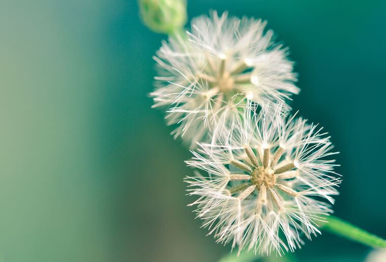 Картины на пластике, пеноркартоне Dandelion on a vintage background