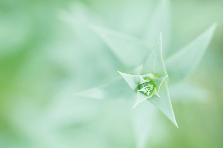 Картины на пластике, пеноркартоне Plant top view