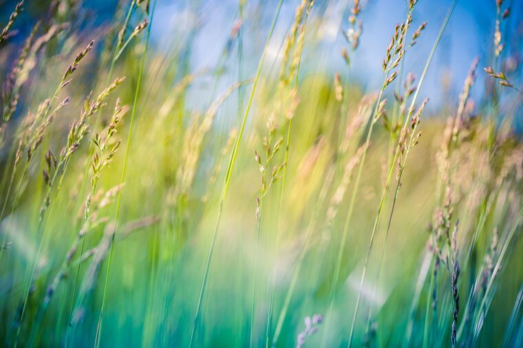 Картины, фото с паспарту Nature meadows