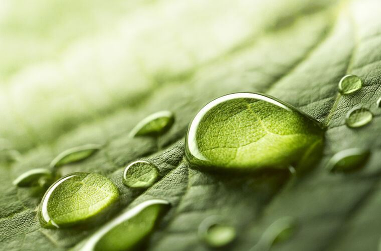 Картины, фото с паспарту Drops on a leaf close-up