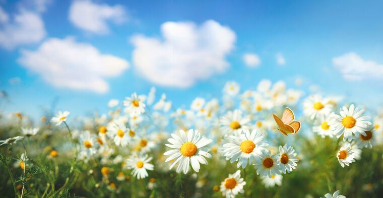 Картины на фотобумаге Chamomile field