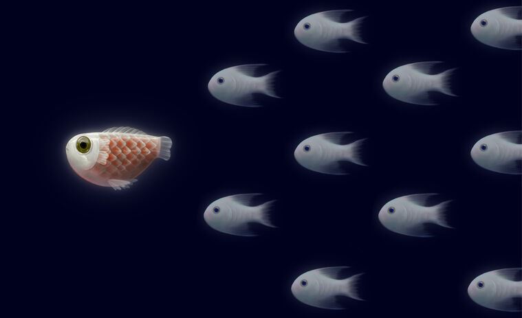 Картины, фото с паспарту A series of fish against a dark background иллюстрация_9