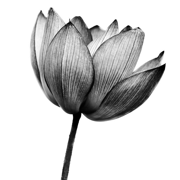 Картины, фото с паспарту Flower black and white photo