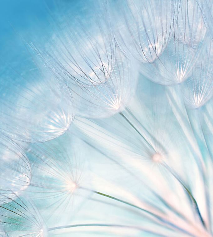 Картины, фото с паспарту Dandelion on a blue background