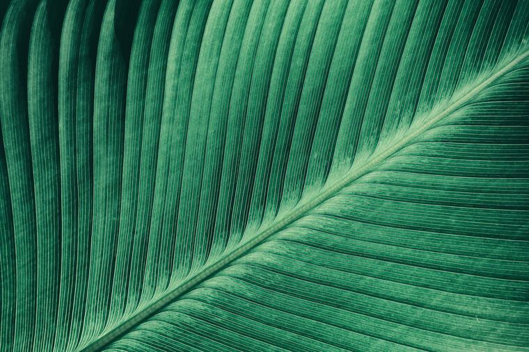 Картины на пластике, пеноркартоне The texture of the leaf of a tropical plant