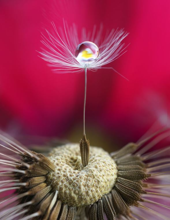 Репродукции картин The seed of a dandelion in macro photography