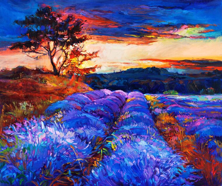 Картины, фото с паспарту Field of lavender at sunset