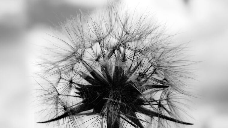 Картины на пластике, пеноркартоне Black-and-white photo of a dandelion