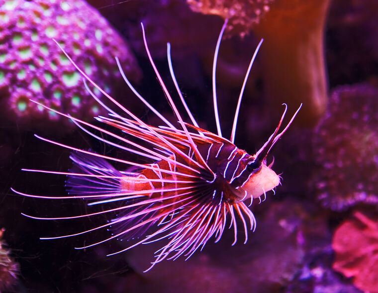 Картины, фото с паспарту Exotic fish in the coral reefs