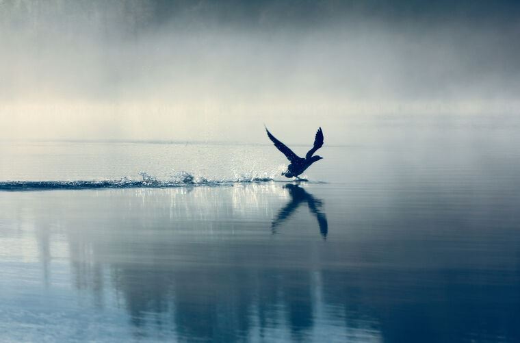 Картины на пластике, пеноркартоне A bird over water on a misty morning