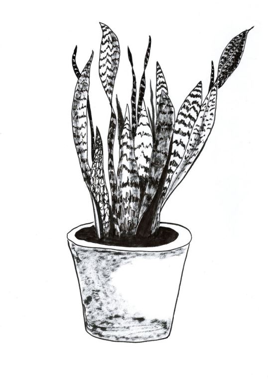 Купить и печать на заказ Картины на пластике, пеноркартоне Sansevieria trifasciata растение рисованный стиль