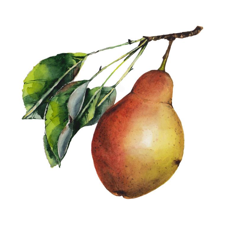 Картины, фото с паспарту Juicy watercolor pear