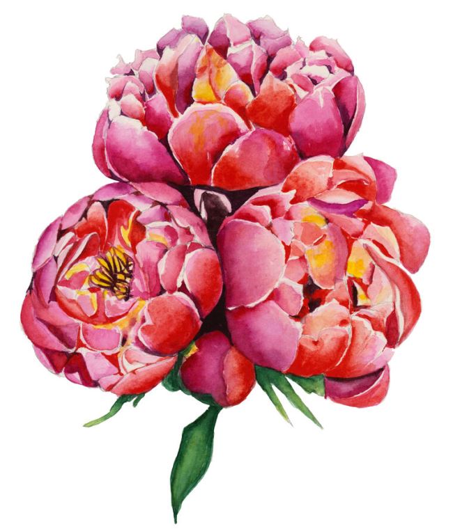 Картины в рамке, багете Beautiful pink peonies on a white background