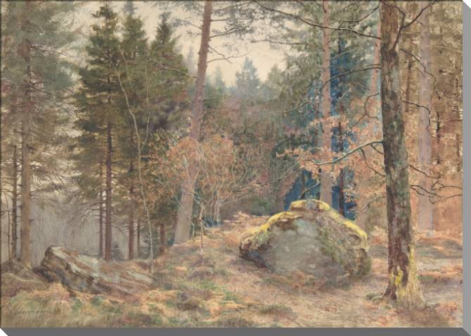 Paintings Pine forest, watercolor (James Thomas watts)