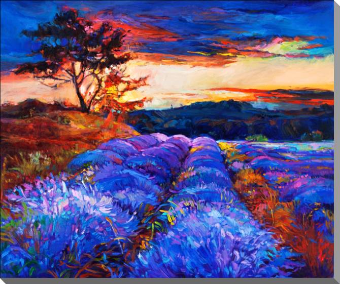 Картины Field of lavender at sunset