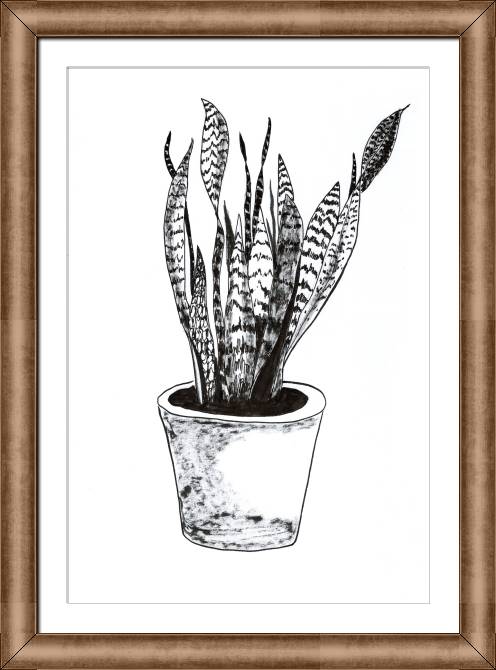 Купить и печать на заказ Репродукции картин Sansevieria trifasciata растение рисованный стиль